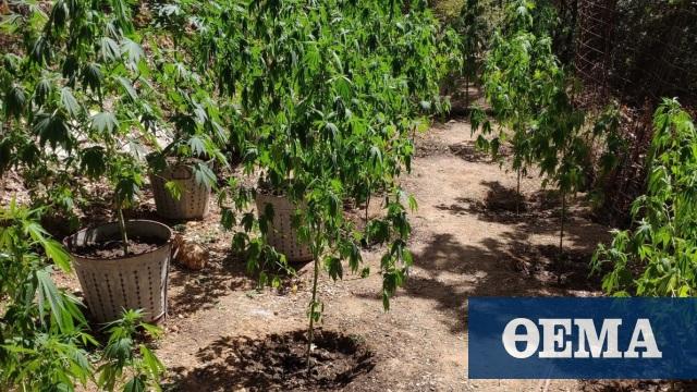 Κρήτη: Ένοπλοι καλλιεργούσαν 119 χασισόδεντρα στον Μυλοπόταμο
